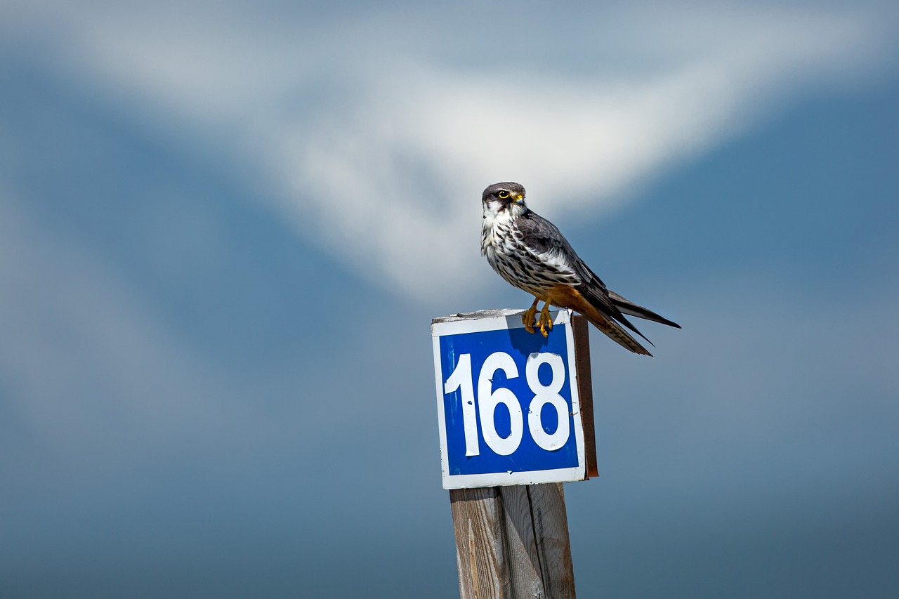 A bird is sitting on a road pole